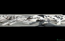 Dalmatian dogs for sale: 9 week old Dalmatian puppies available  - Advert 11