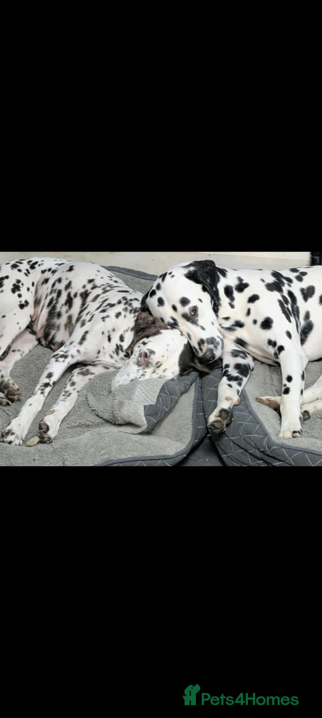 Dalmatian dogs for sale: 9 week old Dalmatian puppies available  - Advert 11