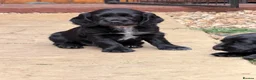 Cocker Spaniel dogs for sale: Working cocker spaniels - Advert 15