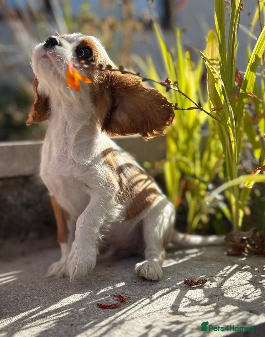 Cavalier King Charles Spaniel dogs KC health tested Cavalier king Charles spaniel,s - Advert 5