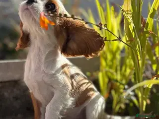 Cavalier King Charles Spaniel dogs KC health tested Cavalier king Charles spaniel,s - Advert 5