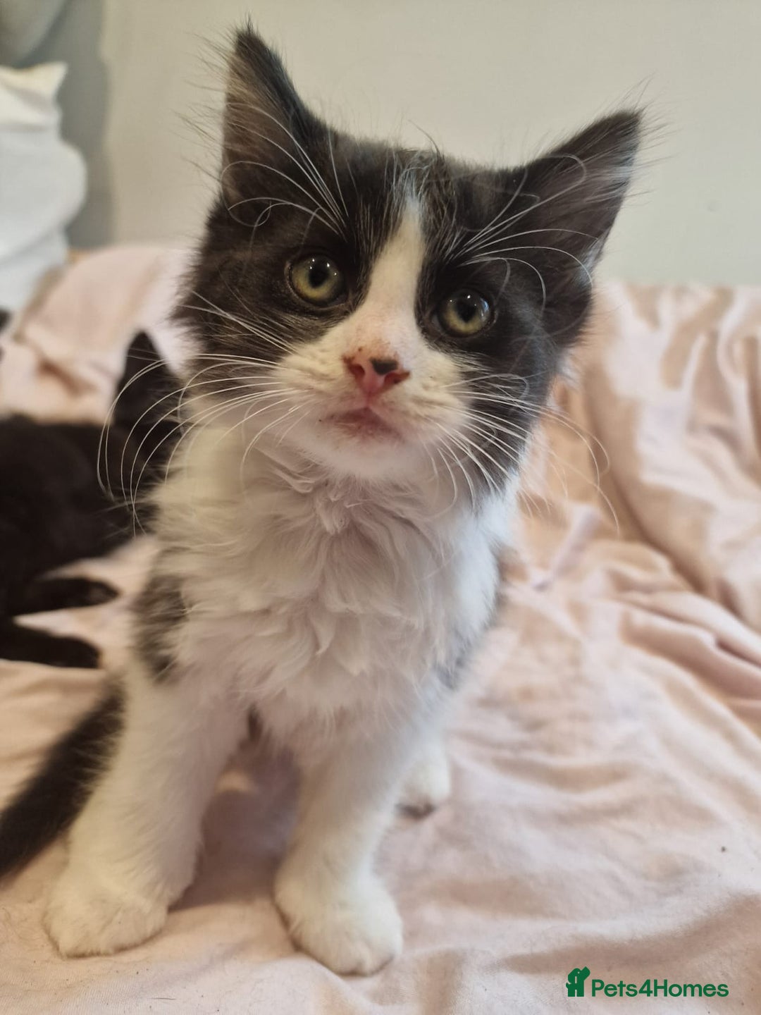 Domestic Shorthair cats for sale: Gorgeous moggy kittens - Image 4