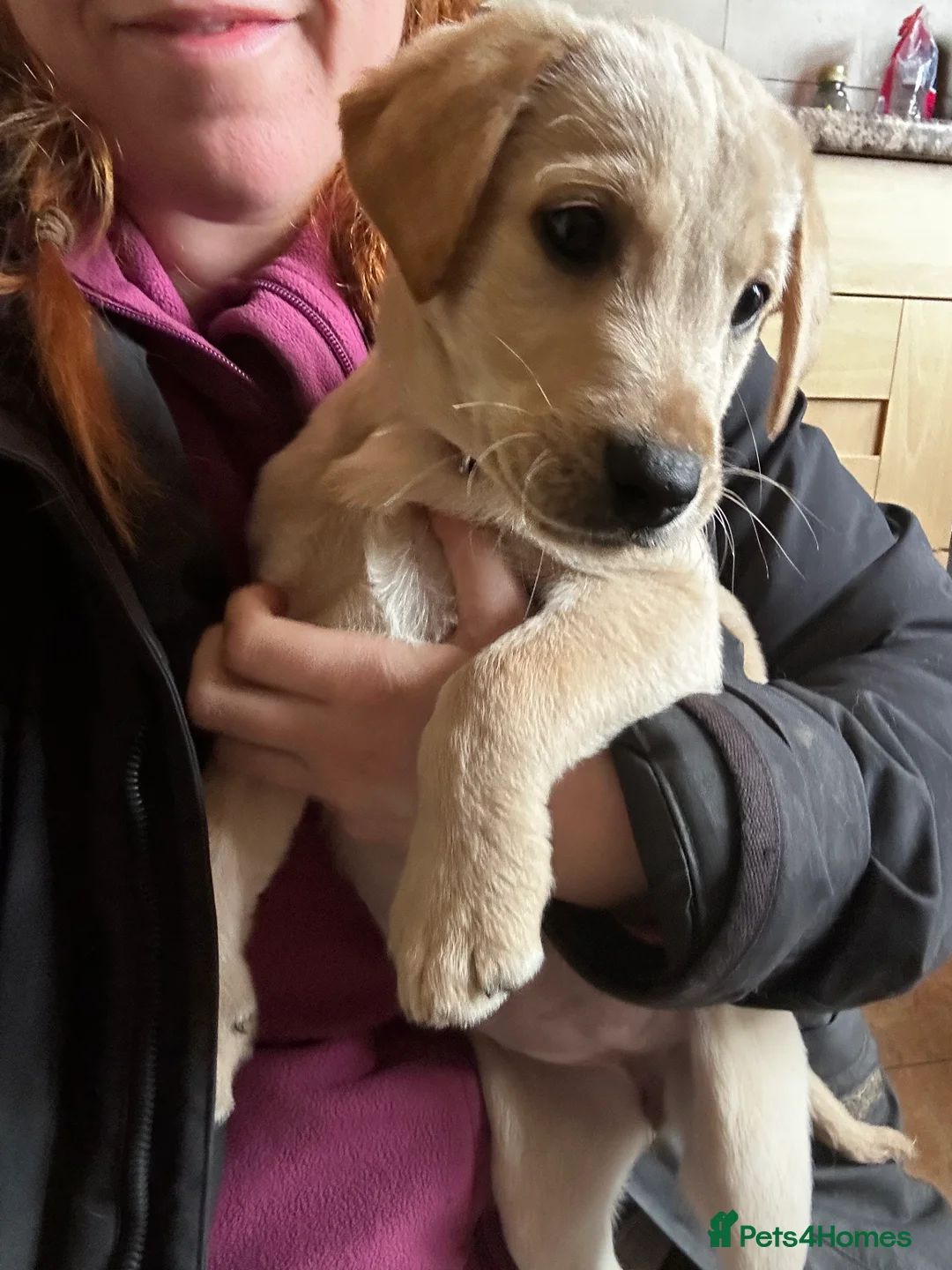 Labrador Retriever dogs for sale: Trained Labrador Retriever for sale  - Advert 5