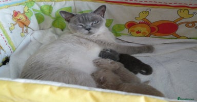British Shorthair cats in Orpington - Advert 3
