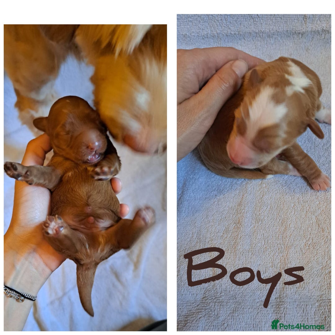Australian Labradoodle dogs for sale: Australian Labradoodle puppies in Basildon - Image 20