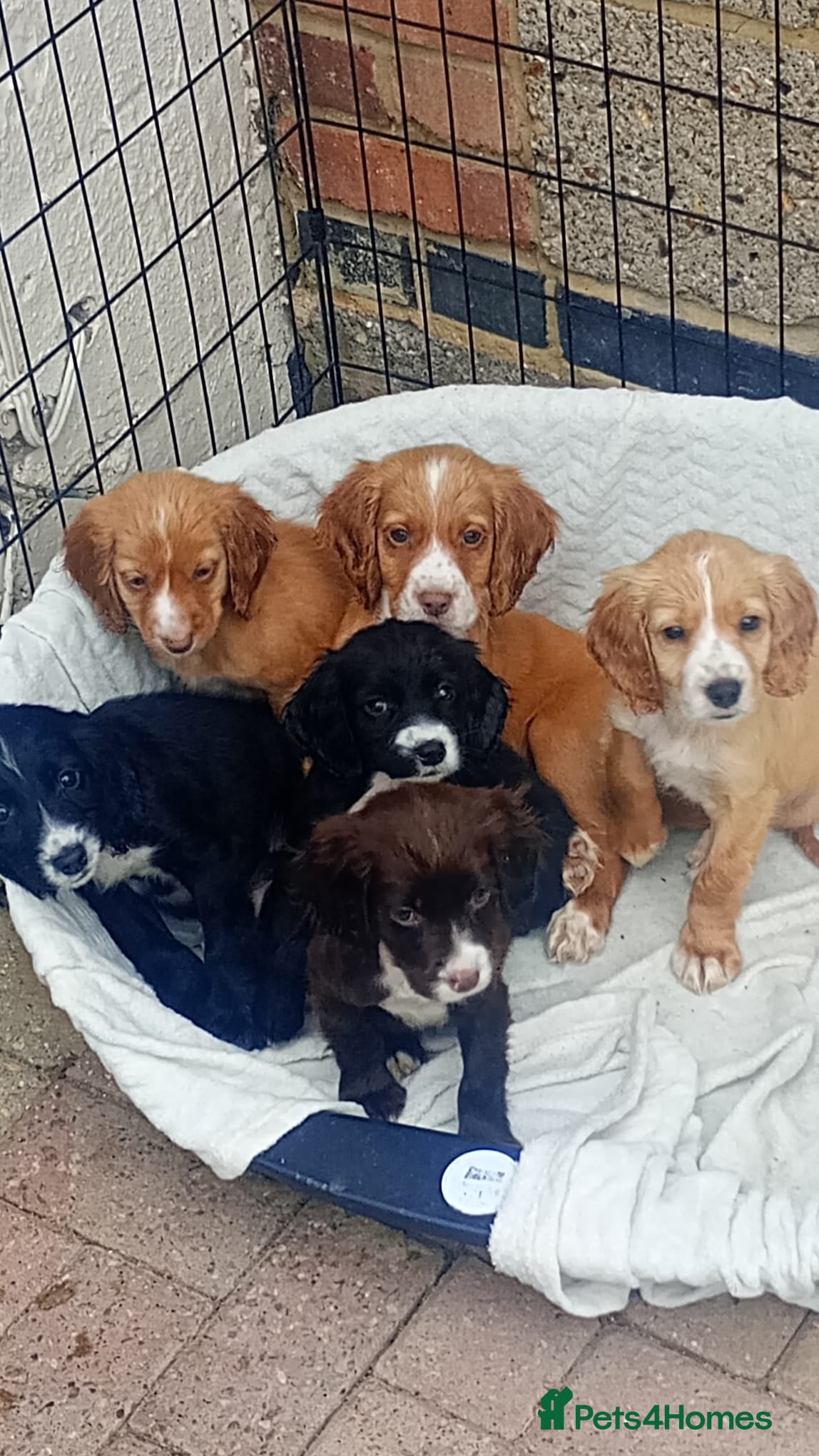Cocker Spaniel dogs 🐕Working cocker spaniel puppies for sale - Advert 10