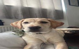 Labrador Retriever dogs for sale: 4 month old female golden labrador  - Image 1