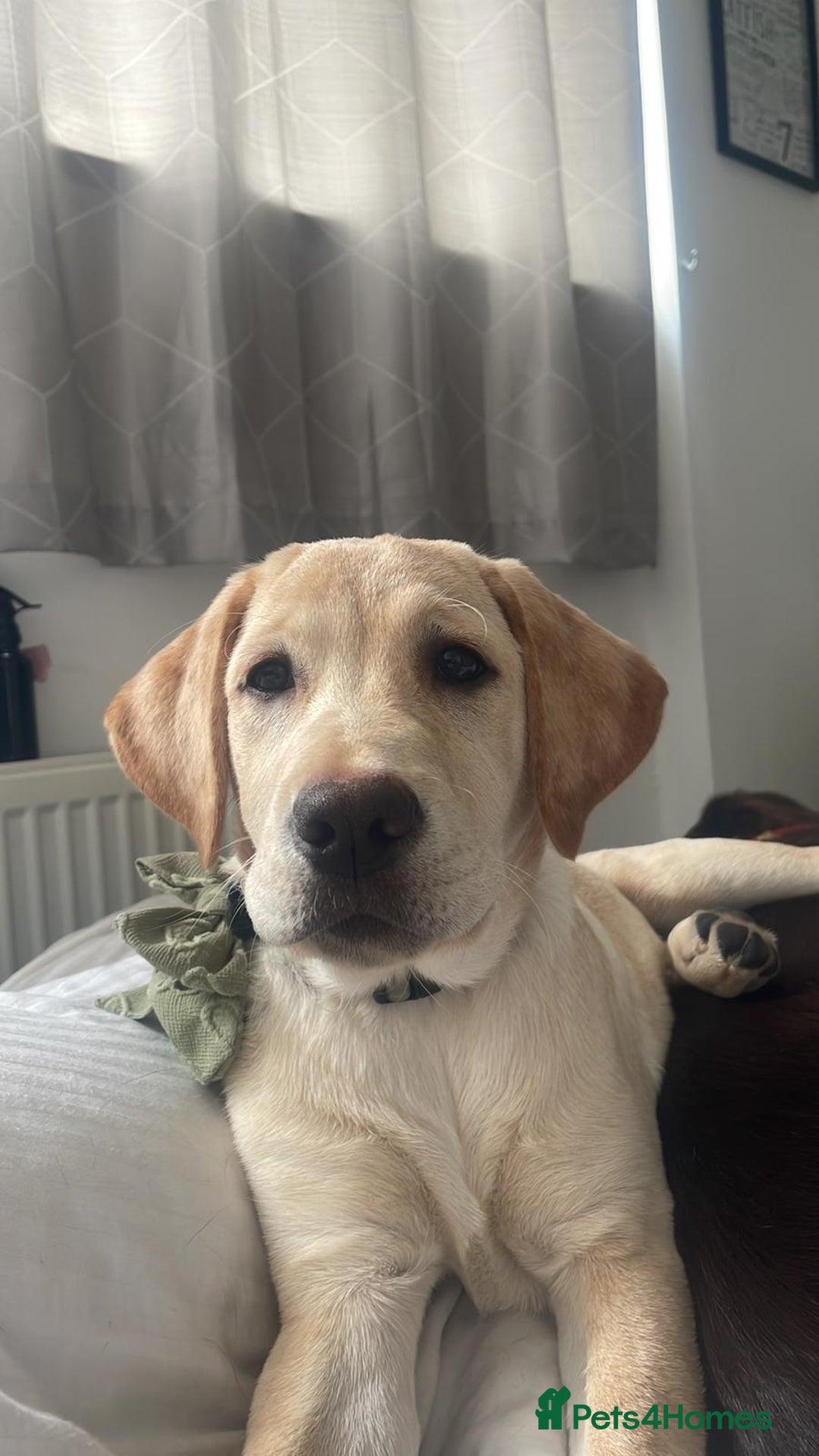 Labrador Retriever dogs for sale: 4 month old female golden labrador  - Image 1