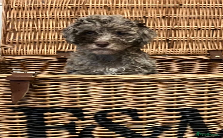 Cockapoo dogs - Advert 2