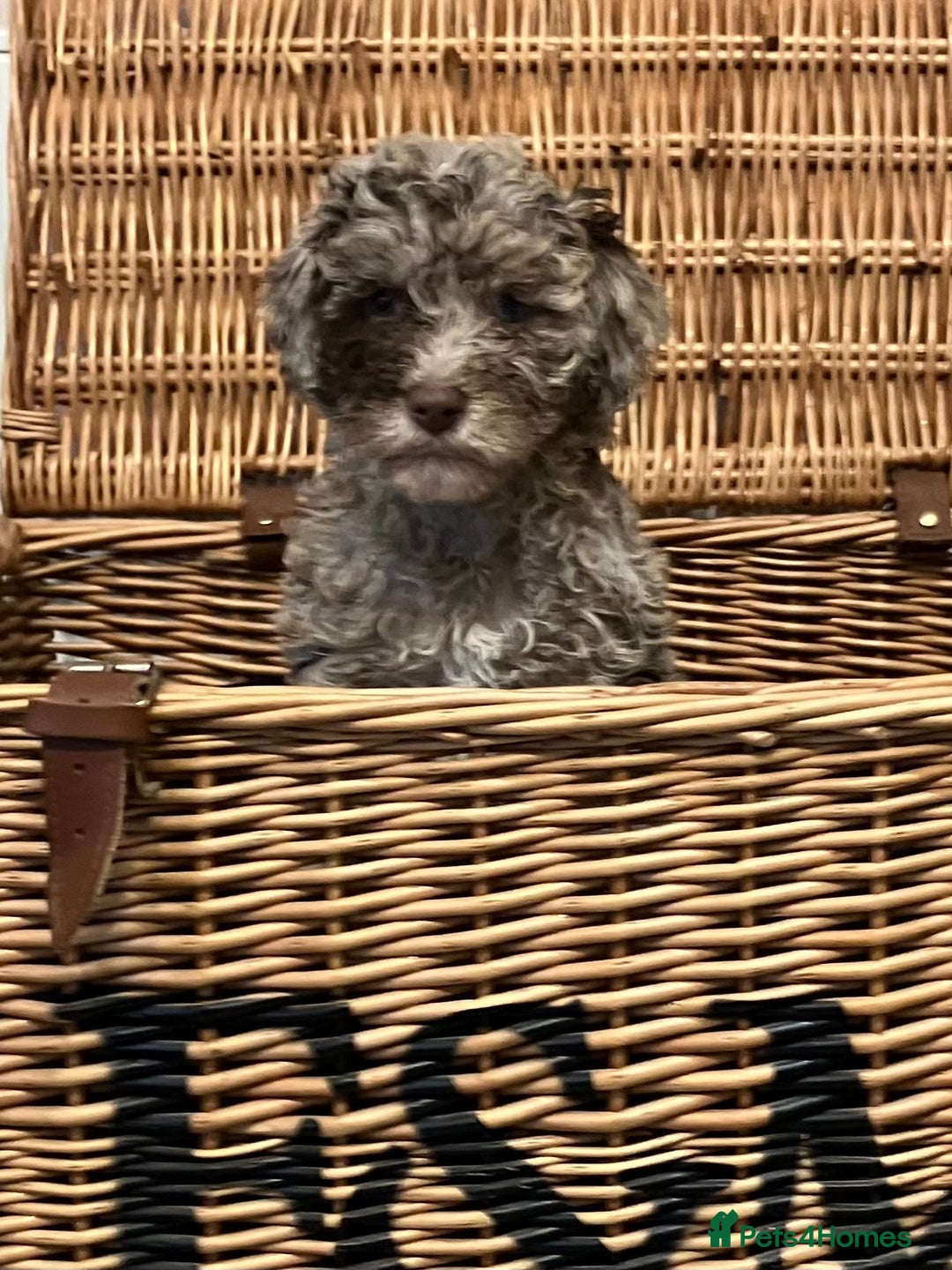 Cockapoo dogs for sale: Beautiful Rare Colour Cockapoo  - Image 1