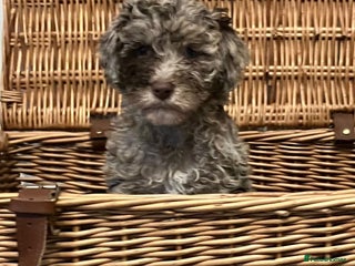 Cockapoo dogs - Advert 3