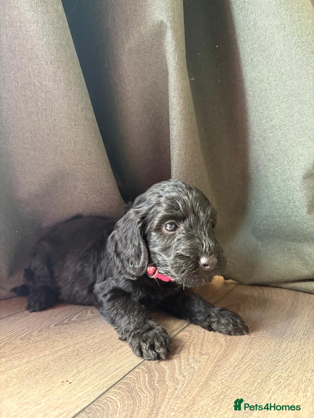 Cockapoo dogs for sale: 7 beautiful miniature cockapoos  - Image 7