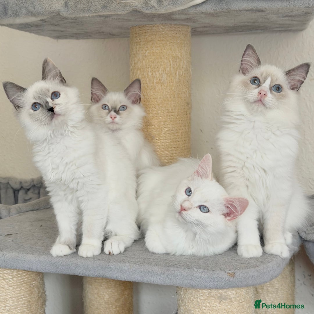 Ragdoll cats for sale: Gentle, Cuddly, Affectionate, Playful Kittens - Image 2