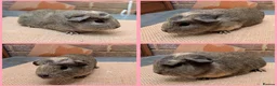 Guinea Pig rodents for sale: 5 Baby Girl Guinea Pigs - Advert 4