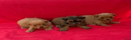 Shihpoo dogs for sale: Shihpoo pups for sale - Advert 1
