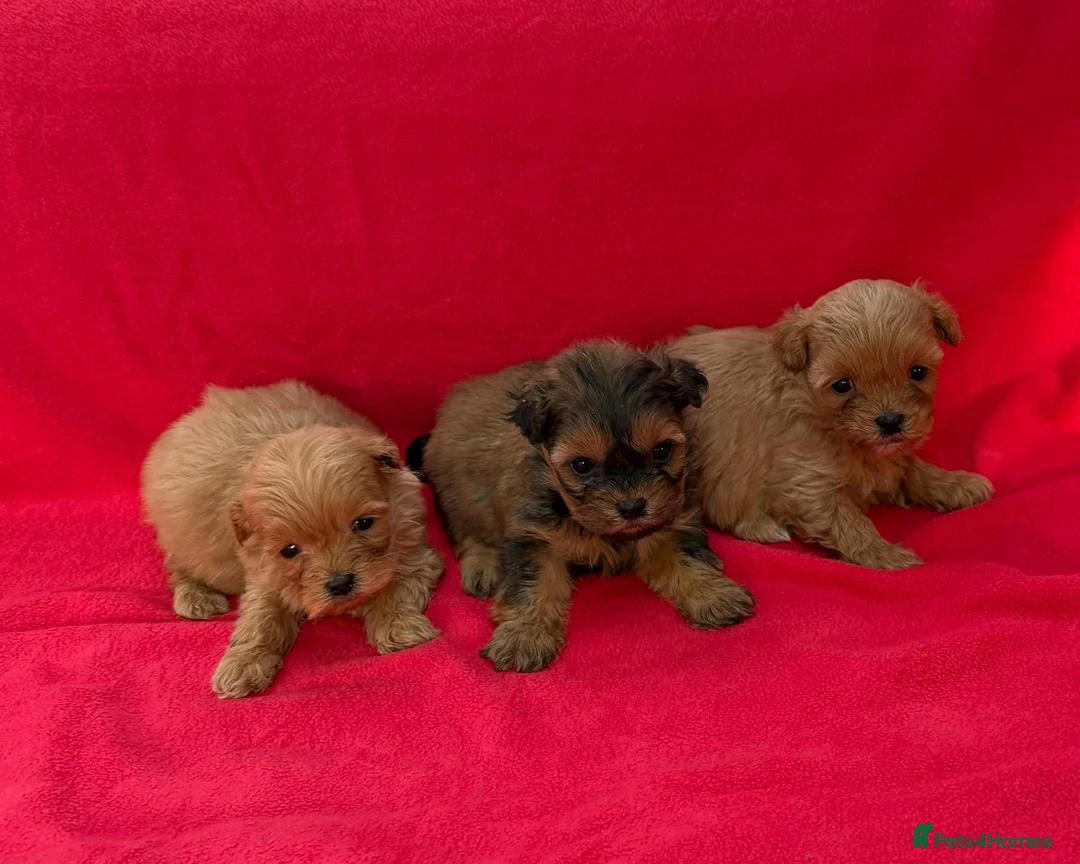 Shihpoo dogs for sale: Shihpoo pups for sale - Advert 1