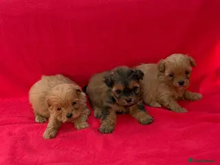 Shihpoo dogs Shihpoo pups for sale - Advert 7