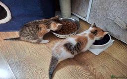 Bengal cats for sale: Kittens for sale  - Image 1