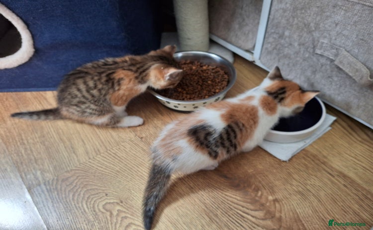 Bengal cats - Advert 1