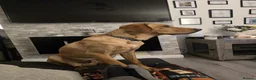 Labrador Retriever dogs for sale: Ted looking for his forever home  - Advert 2