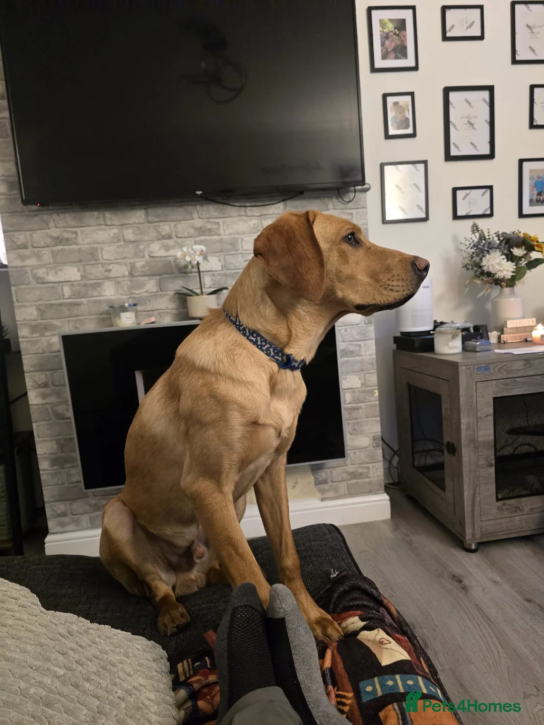 Labrador Retriever dogs for sale: Ted looking for his forever home  - Advert 2