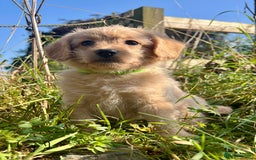 Labradoodle dogs for sale: Stunning F1b mini labradoodles  - Image 2