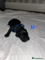 Cane Corso Puppy 5