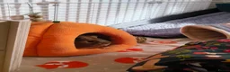Guinea Pig rodents for sale: Pumpkin & spice  - Advert 6
