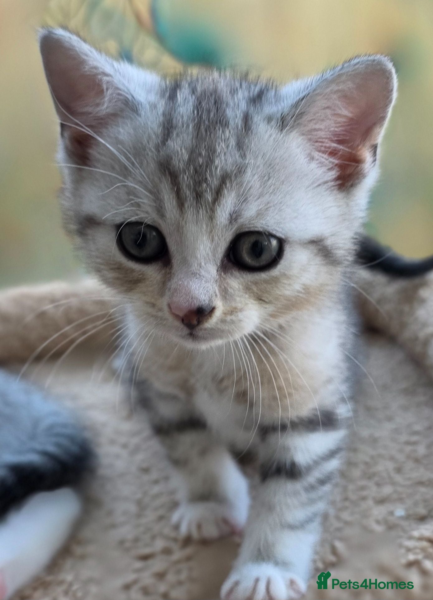 British Shorthair cats Gorgeous British Shorthair Cross kittens - Advert 1