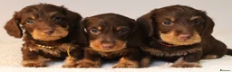 Miniature Dachshund dogs for sale: Choco+Wirehaired+5*Licensed+Kc+Praclear+Vetchecked - Advert 15