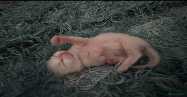 Ragdoll cats - Advert 13