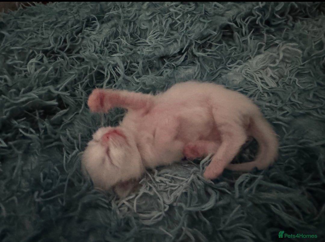 Ragdoll cats for sale: 🐾 Ragdoll Kitten for Sale 🐾 - Image 2