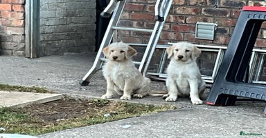 Labradoodle dogs - Advert 14