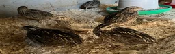 Quail poultry for sale: 10x coturnix quails mix of male and female - Advert 2