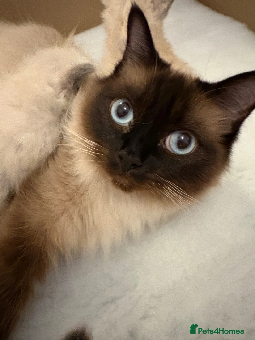 Ragdoll cats for sale: STUNNING FULLY HEALTH TESTED RAGDOLLS - Advert 2