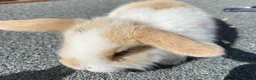 Mini Lop rabbits for sale: STUNNING PURE BREED MINI LOPS  - Advert 11