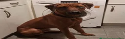 Rhodesian Ridgeback dogs for sale: KC Registered, only 2 left. - Advert 21