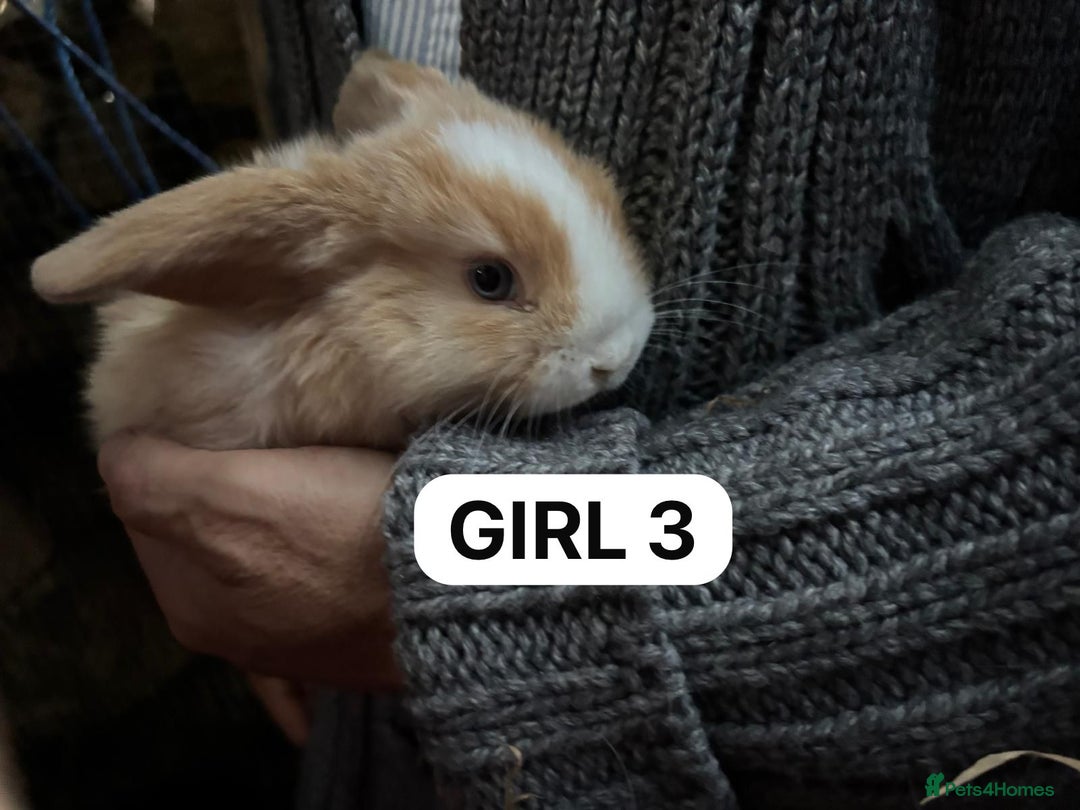 Mini Lop rabbits for sale: Friendly, Handled, Beautiful Baby Bunnies for Sale - Image 10