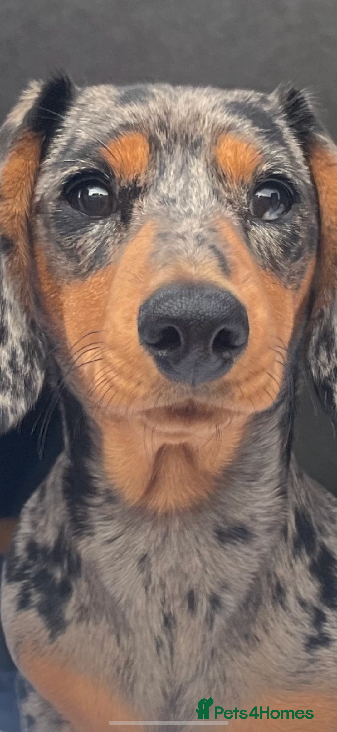 Miniature Dachshund dogs for sale: Smooth Haired Miniature Dachshund puppies - Advert 1