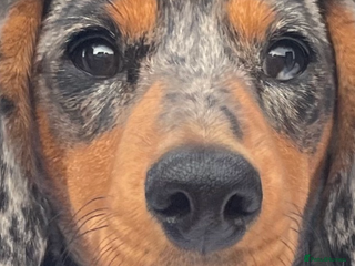 Miniature Dachshund dogs Smooth Haired Miniature Dachshund puppies - Ready - Advert 4