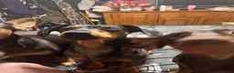 Mixed Breed dogs for sale: Stunning daxi cross pups  in Harleston - Advert 33