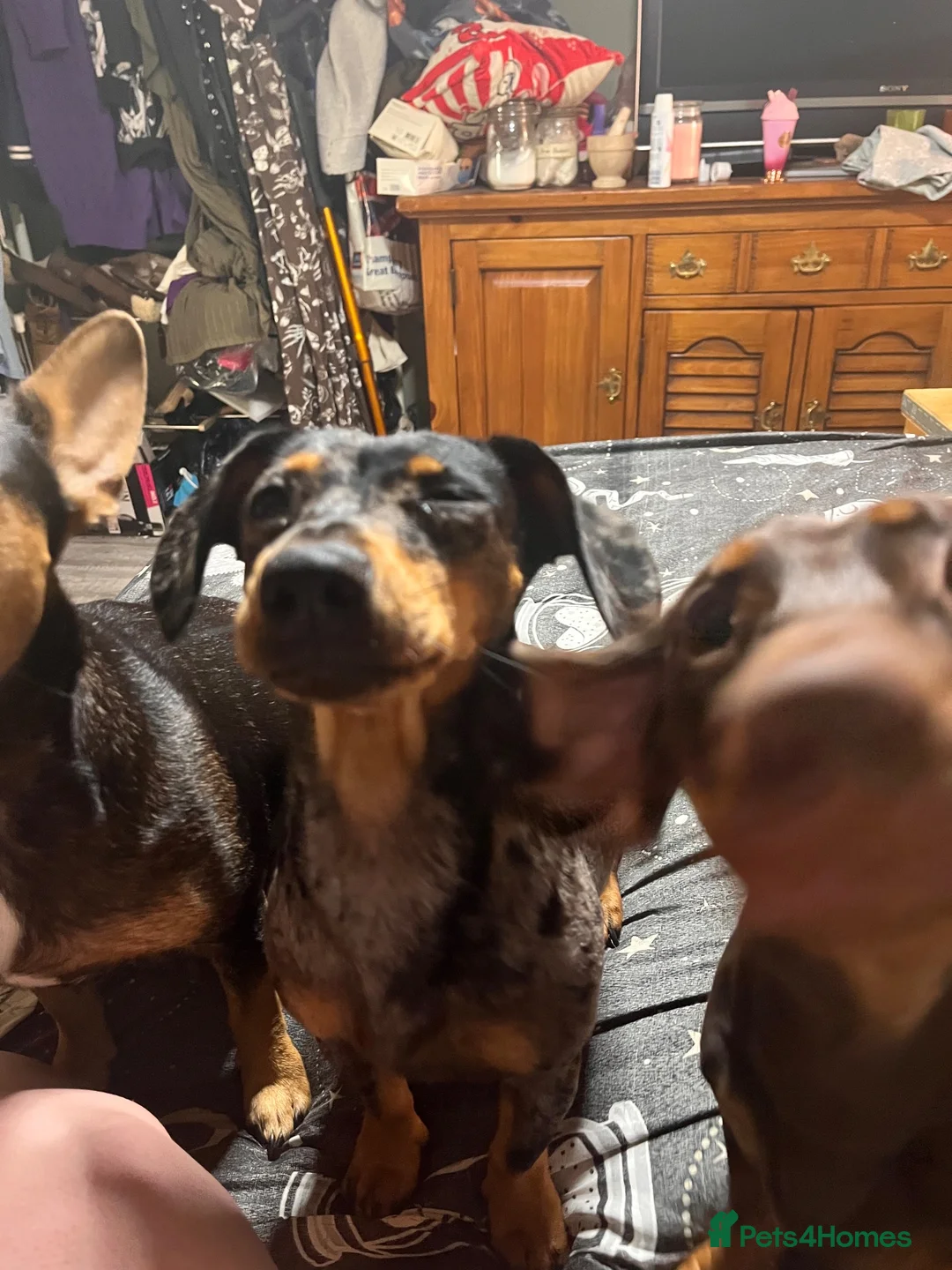 Mixed Breed dogs for sale: Stunning daxi cross pups  in Harleston - Advert 33