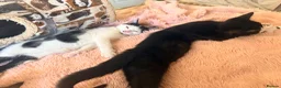 Mixed Breed cats for sale: Loving home for 2 kittens  - Advert 7