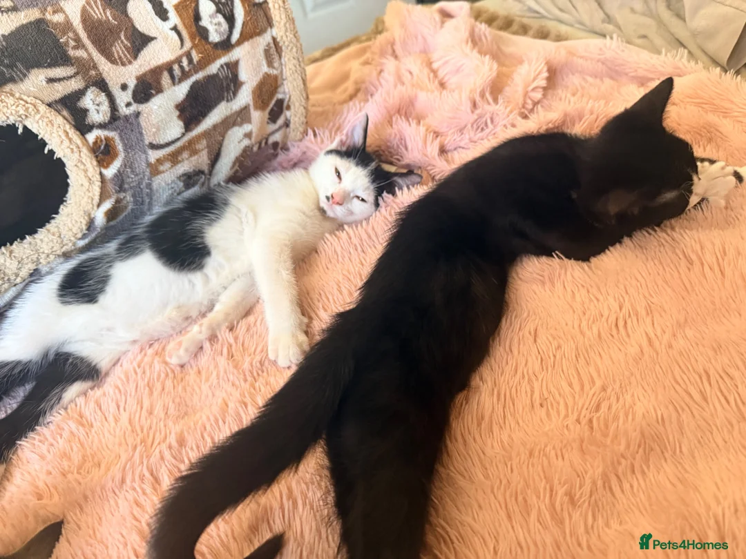 Mixed Breed cats for sale: Loving home for 2 kittens  - Advert 7