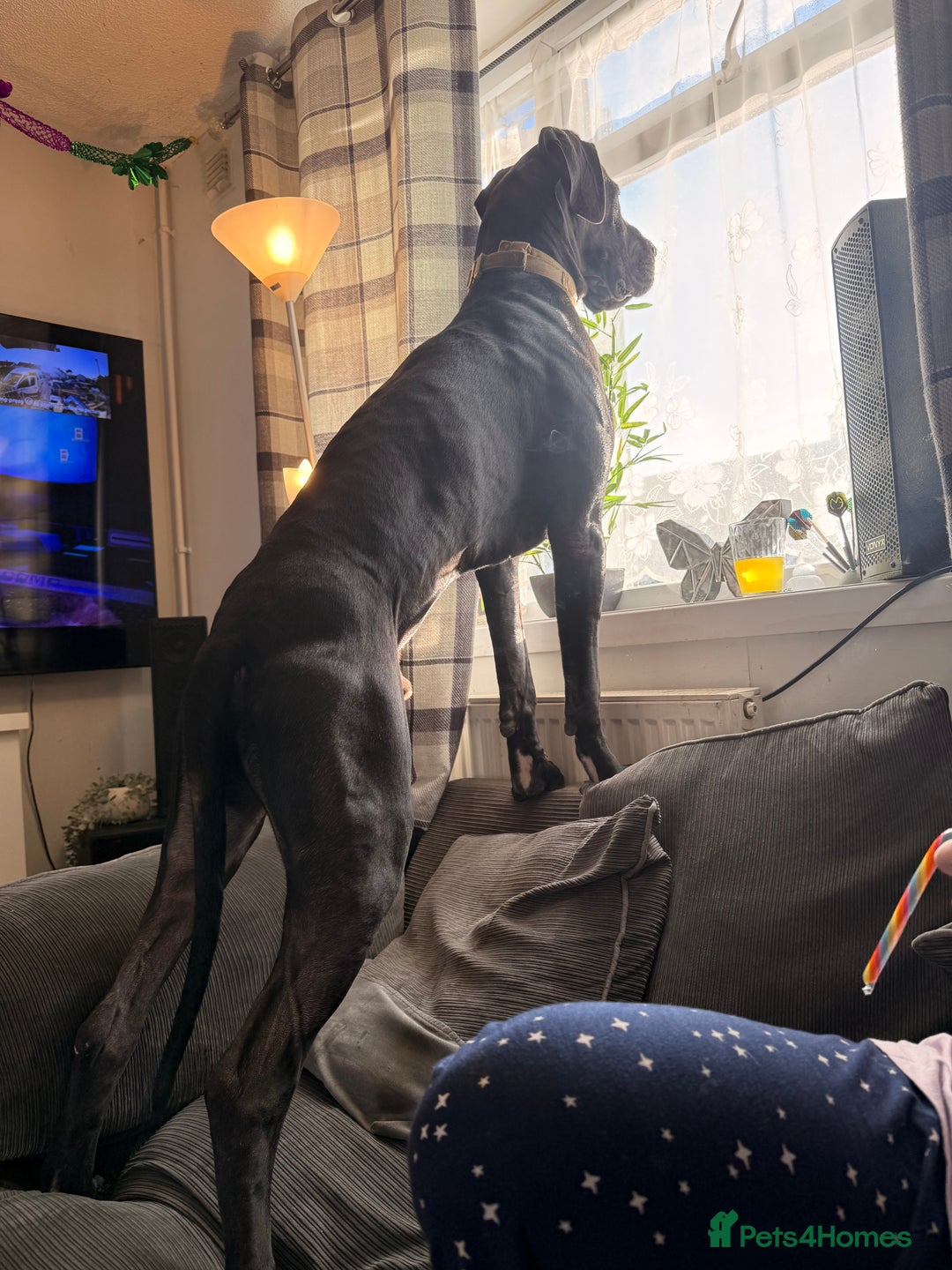 Great Dane dogs for sale: Male Great Dane 14 months old  - Advert 5