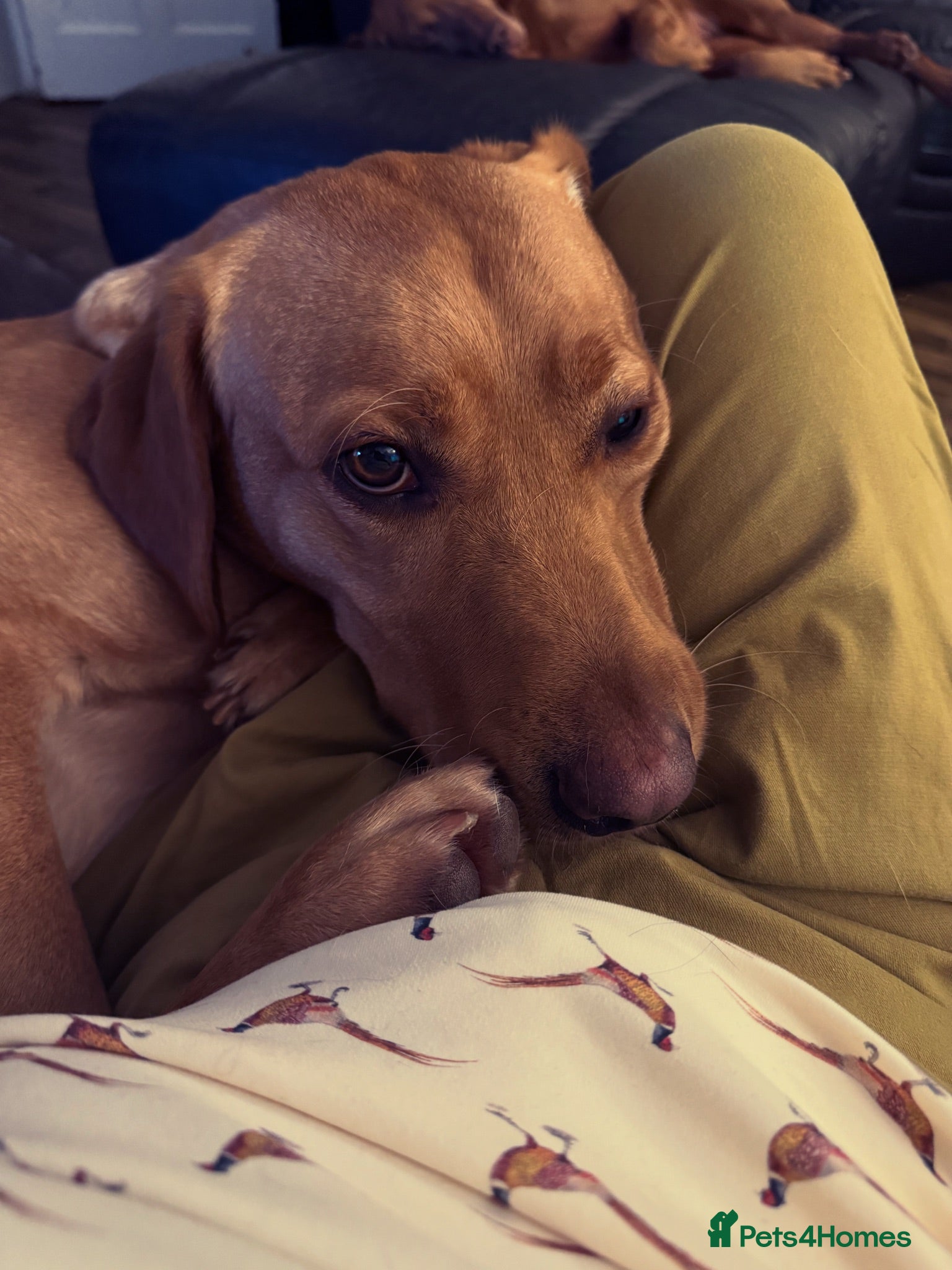 Labrador Retriever dogs Male Lab 3 years old  - Advert 2