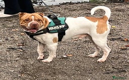 Mixed Breed dogs for sale: This Is Winston  - Image 3