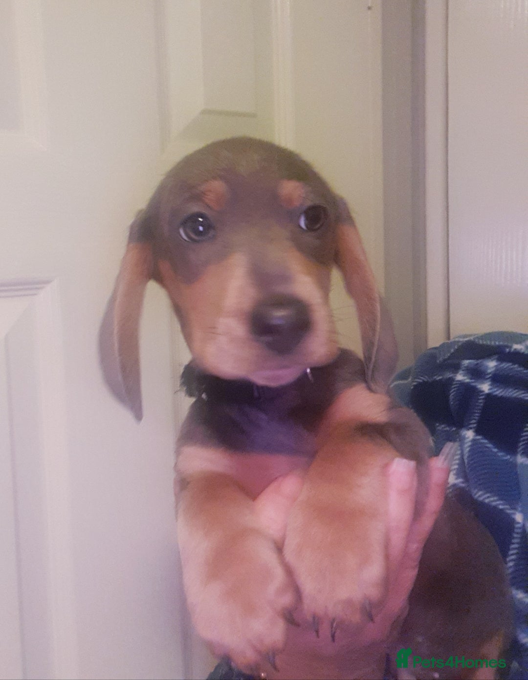 Dachshund dogs for sale: Miniature Dachshund puppies  - Advert 3