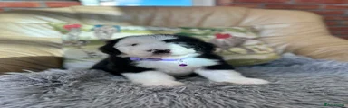 Old English Sheepdog Puppy 6