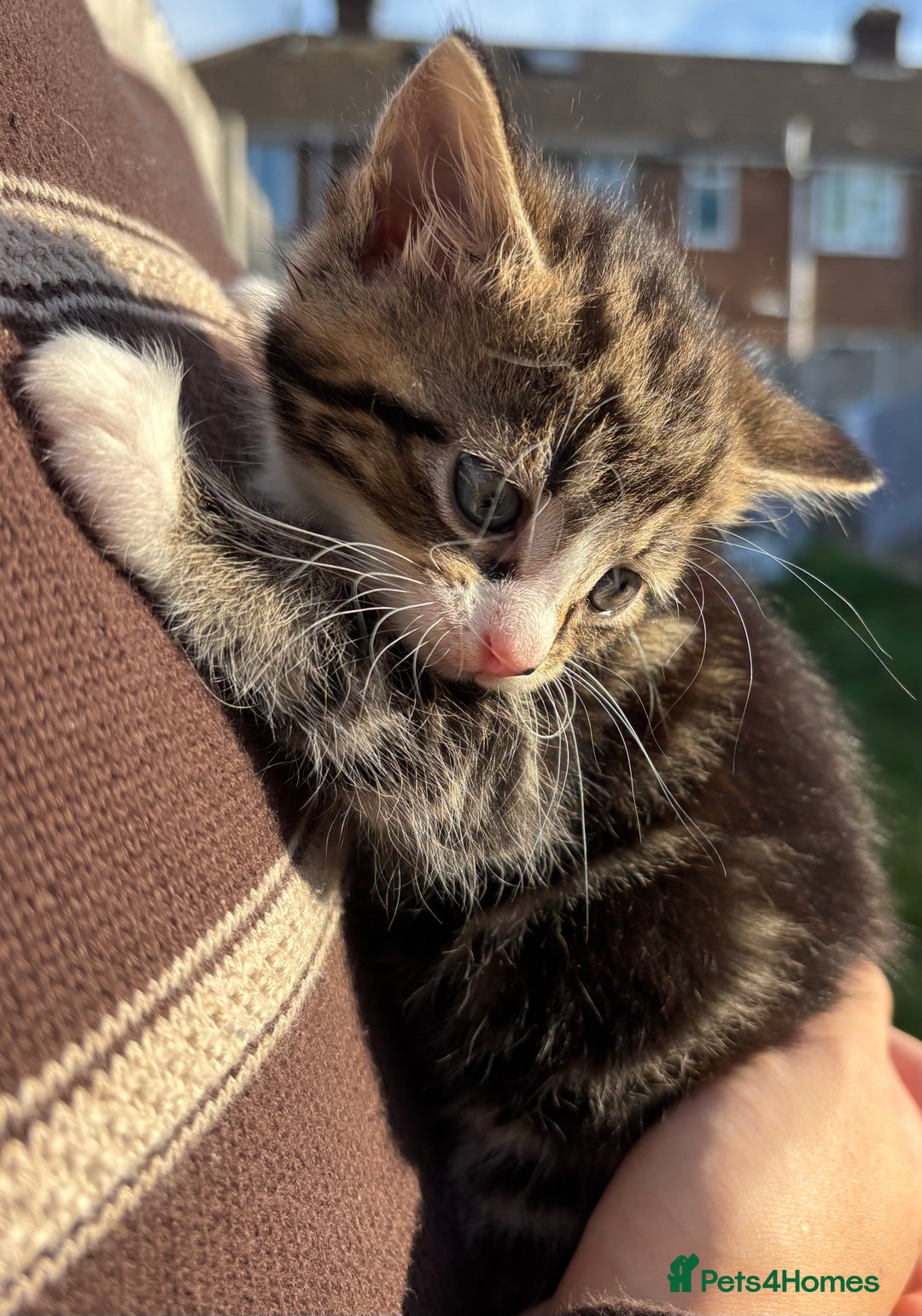 Mixed Breed cats for sale: 5 Gorgeous kittens available now - Image 13